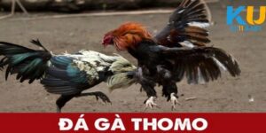 Thông tin chung về đá gà Thomo