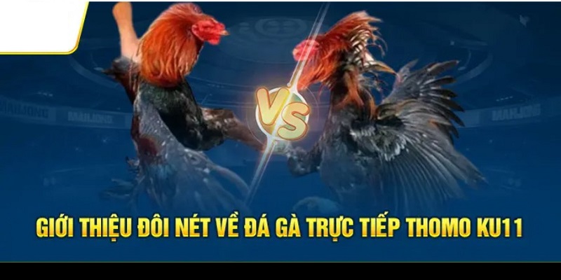 Đá gà trực tiếp Thomo - Thông tin cơ bản cần biết